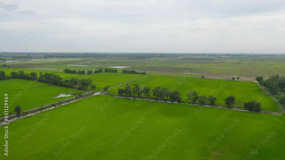 Aerial top view of fresh paddy rice, green agricultural fields in countryside or rural area in Asia, Thiland. Nature landscape Aerial top view of fresh paddy rice, green agricultural fields in countryside or rural area in Asia, Thiland. Nature landscape