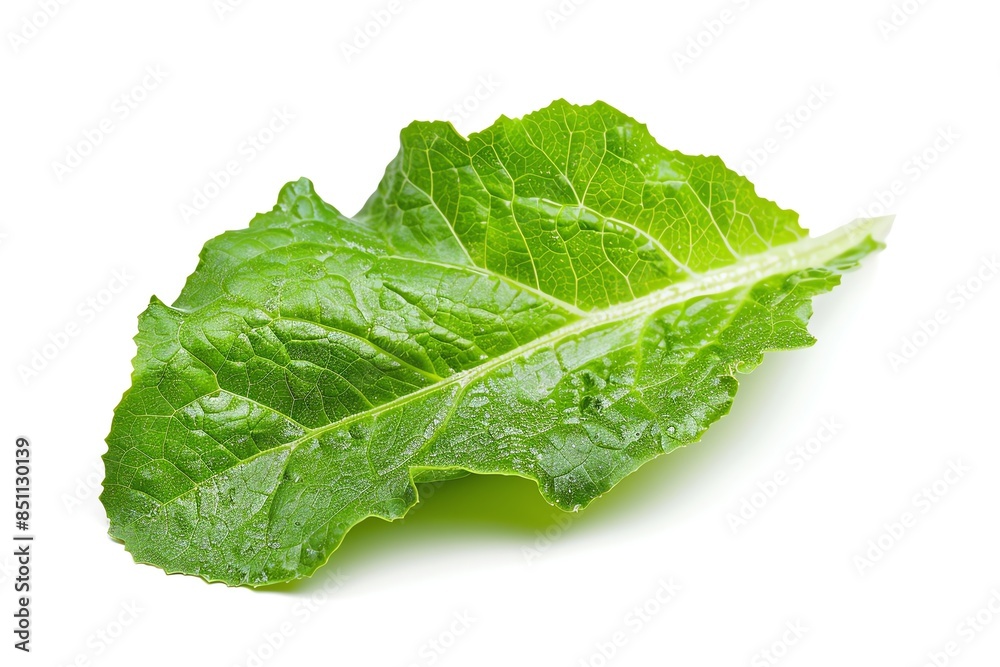 Single green leaf of lettuce isolated on white background. Single green leaf of lettuce isolated on white background.