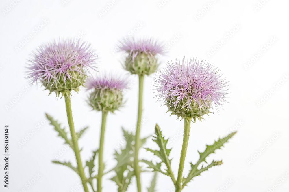 Close-up of a Purple Thistle Flower in Bloom Close-up of a Purple Thistle Flower in Bloom
