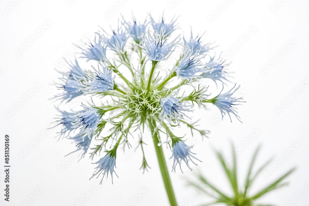 Delicate Blue Flower with Water Droplets Delicate Blue Flower with Water Droplets