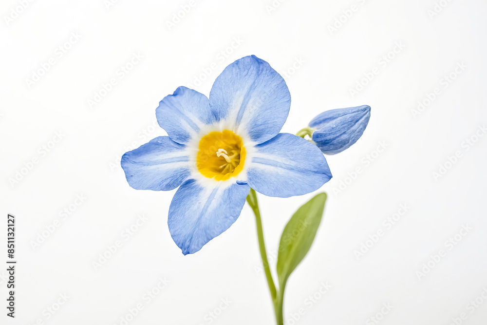 Fototapeta premium Delicate Blue Flower with Yellow Center
