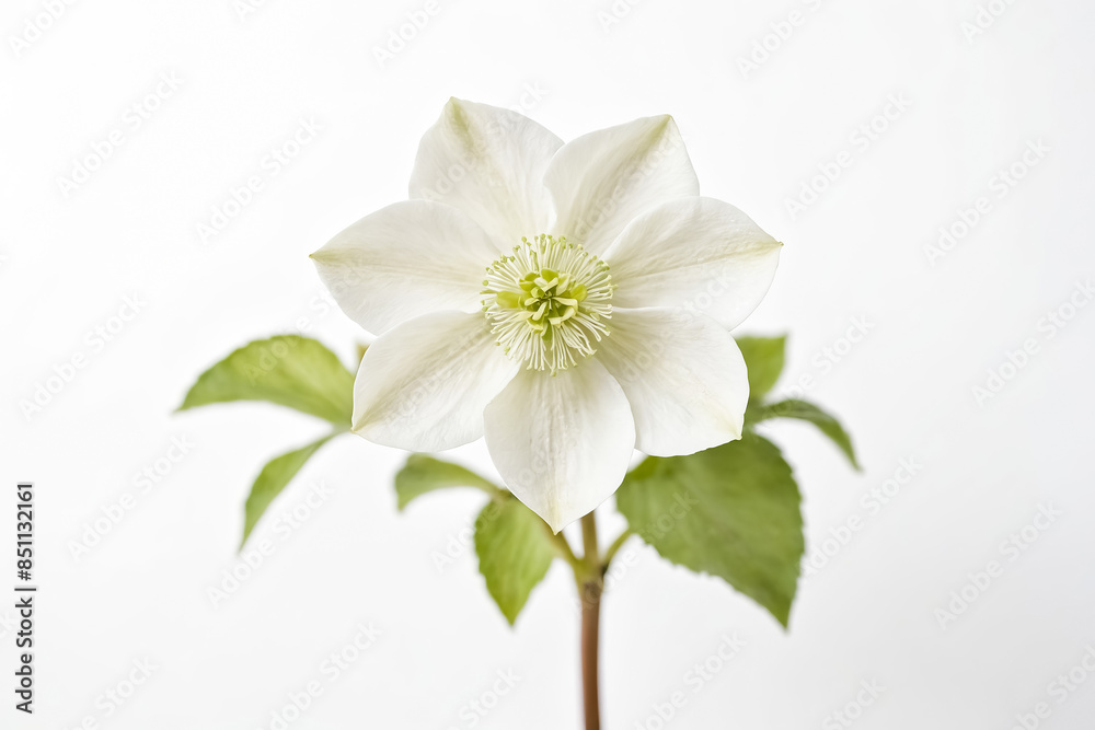 Obraz premium Single White Flower with Green Stem and Leaves on White Background