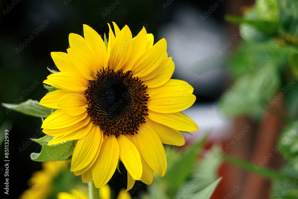 Sun Flower with background blurry grows in Bali Sun Flower with background blurry grows in Bali