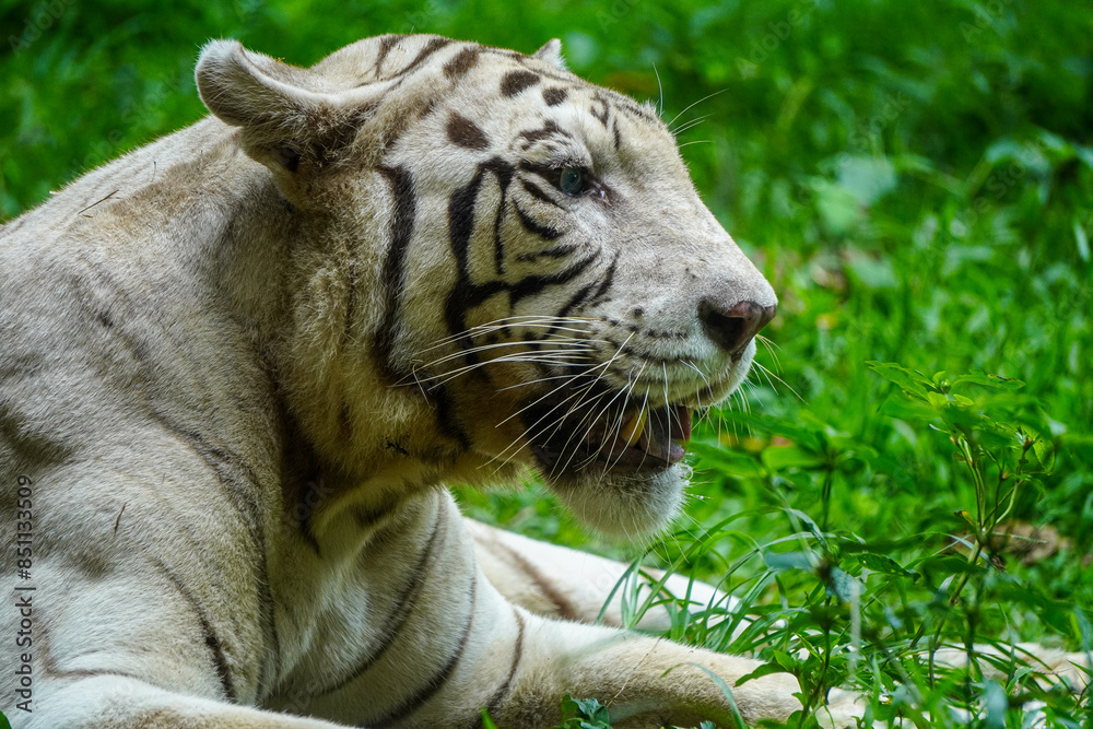 Close-Up Of Majestic Tiger On Green Grass In The Wild Close-Up Of Majestic Tiger On Green Grass In The Wild