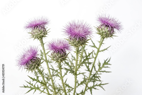 Close-up of a Thistle Flower with White Background