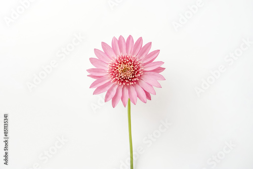 Pink gerbera daisy on white background