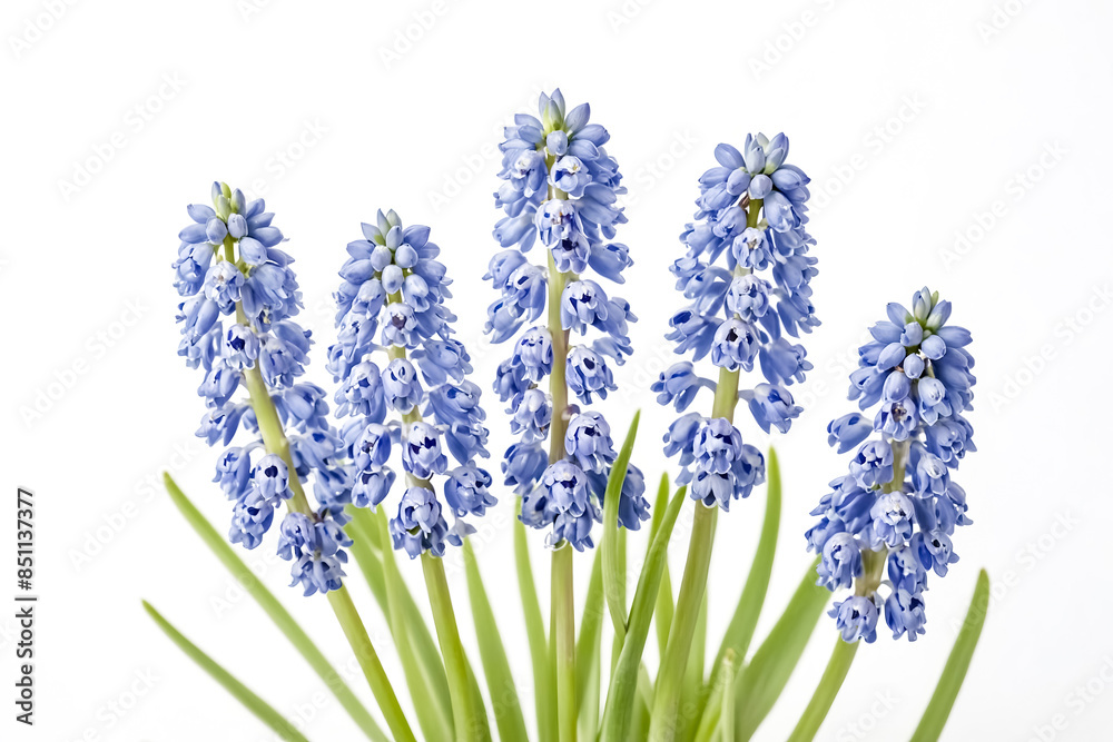 Close-up of Blue Grape Hyacinths on White Background Close-up of Blue Grape Hyacinths on White Background