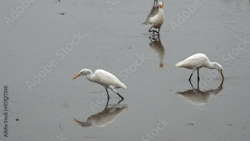 The blekok bird or Javan pond heron is looking for food in the rice fields. Focus selected photo