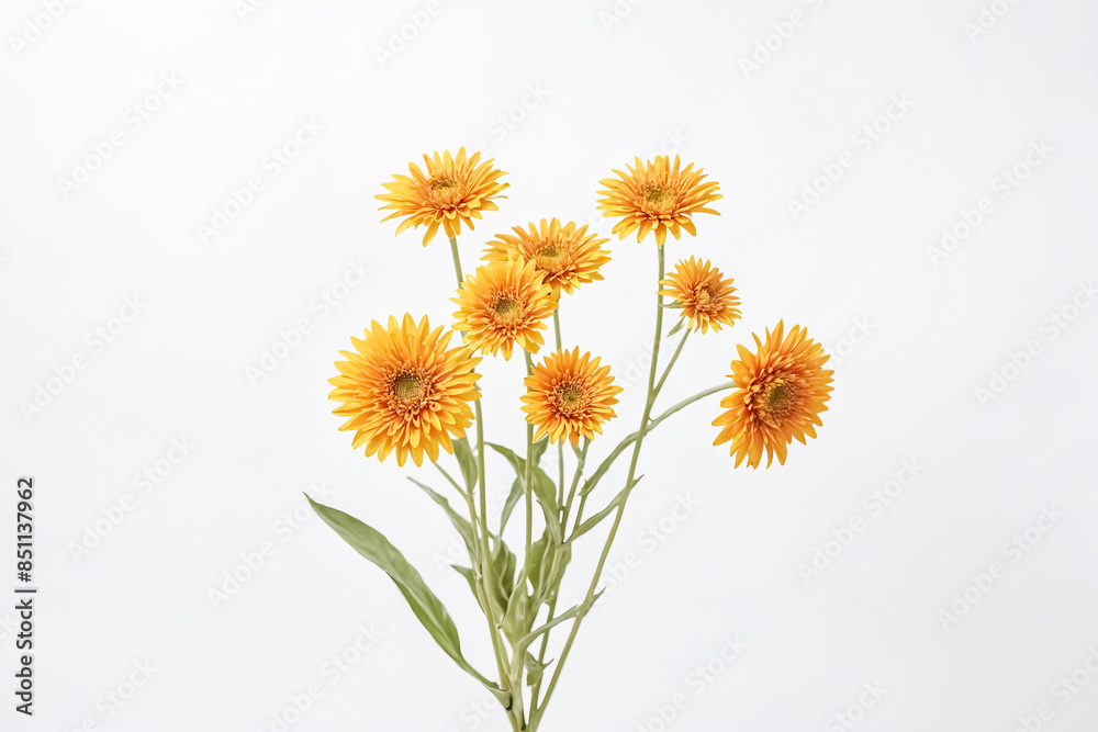 Fototapeta premium Orange gerbera daisies on a white background