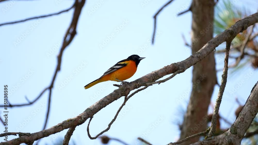 Baltimore oriole sits on tree branch guarding nest Baltimore oriole sits on tree branch guarding nest