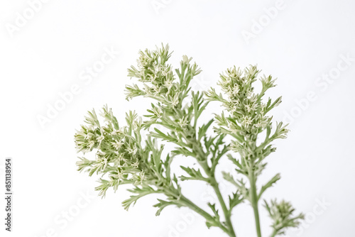 Green Flowers on a White Background