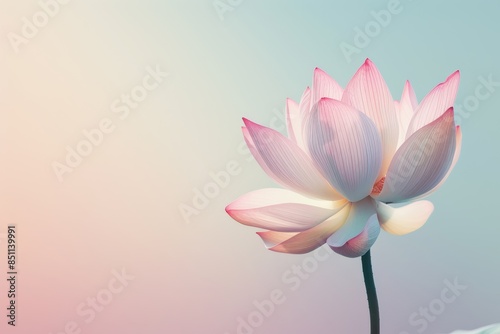 Delicate Pink Lotus Flower Against a Soft Gradient Background