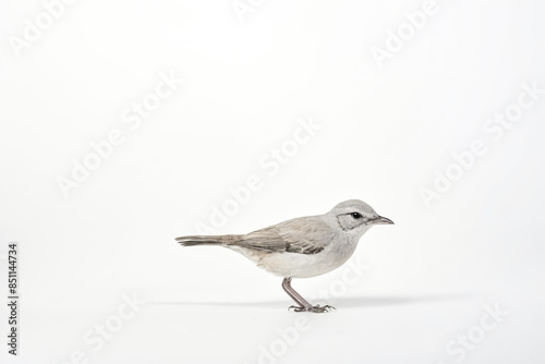 White Bird with Grey Feathers Standing on White Background © Rysak