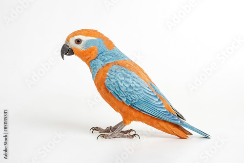 Orange-winged Amazon Parrot on White Background photo