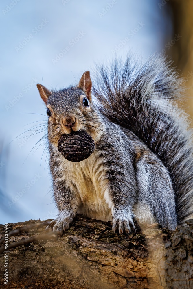 Obraz premium squirrel with nuts on a tree