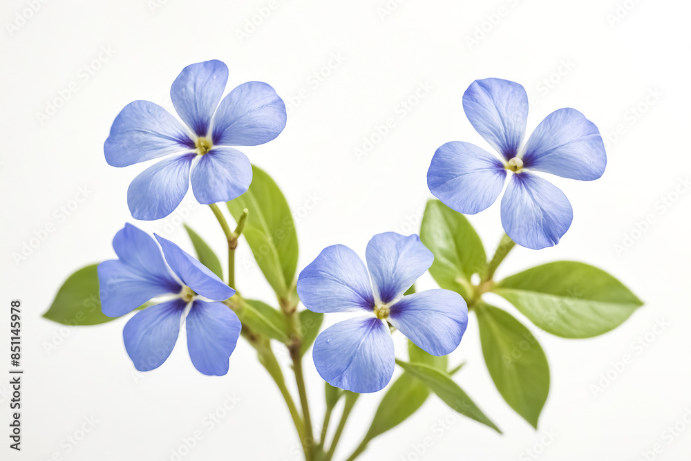 Blue Flowers and Green Leaves Blue Flowers and Green Leaves