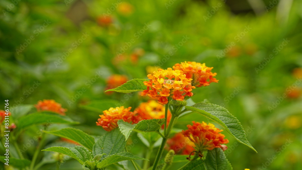 Lantana camara flowers bloom colorfully Lantana camara flowers bloom colorfully