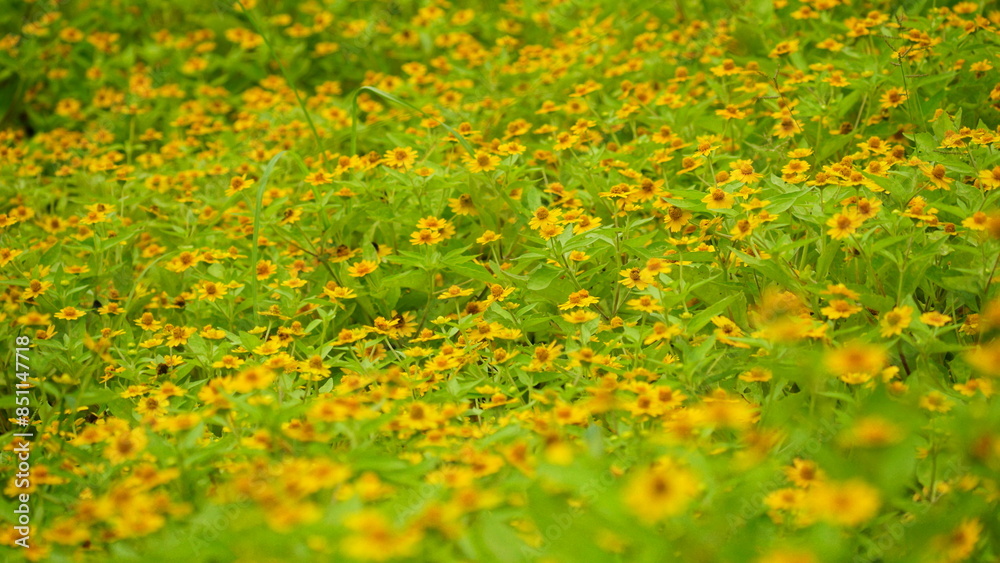 Obraz premium Melampodium paludosum flowers bloom in the garden