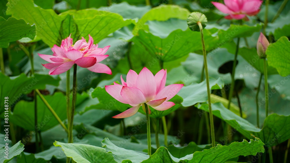 Lotus flowers bloom on the water Lotus flowers bloom on the water