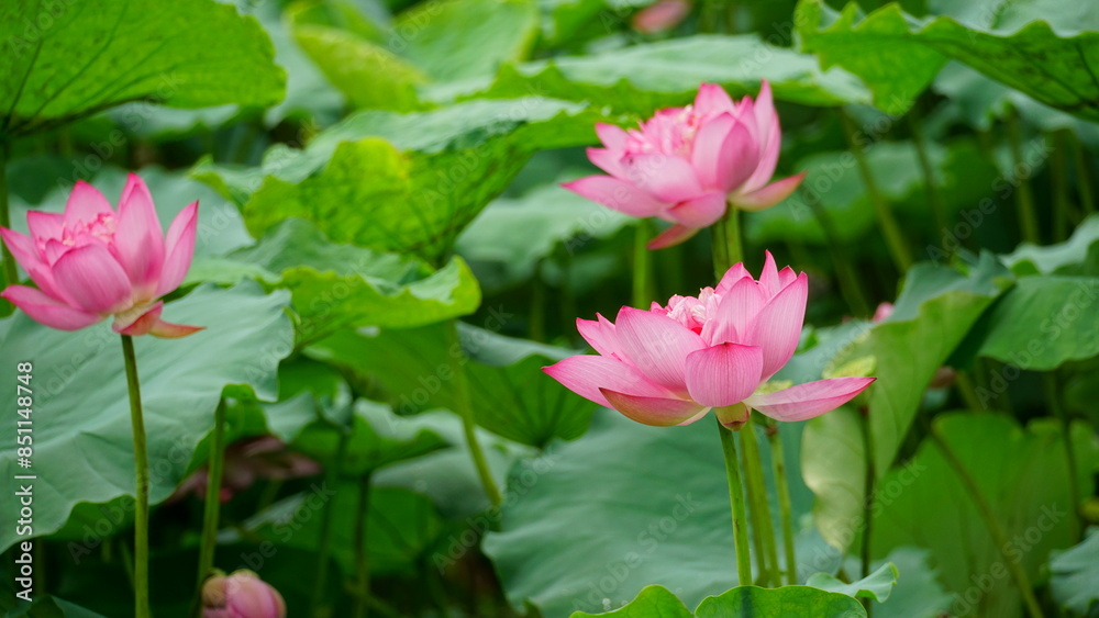 Lotus flowers bloom on the water Lotus flowers bloom on the water