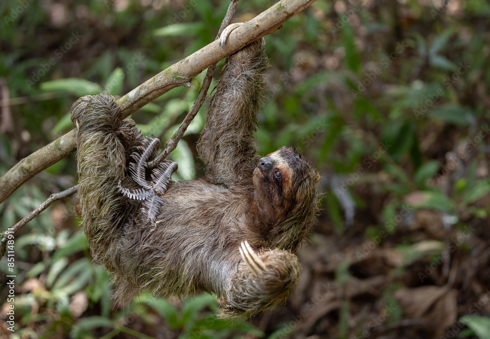 Obraz premium Three-toed sloth in the rainforest of Costa Rica
