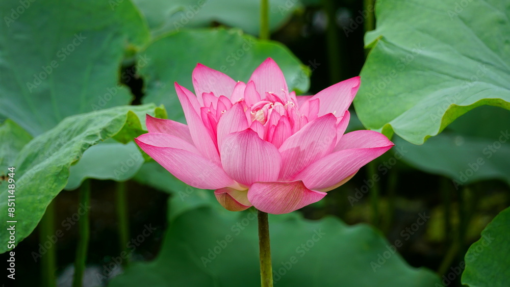 Lotus flowers bloom on the water Lotus flowers bloom on the water