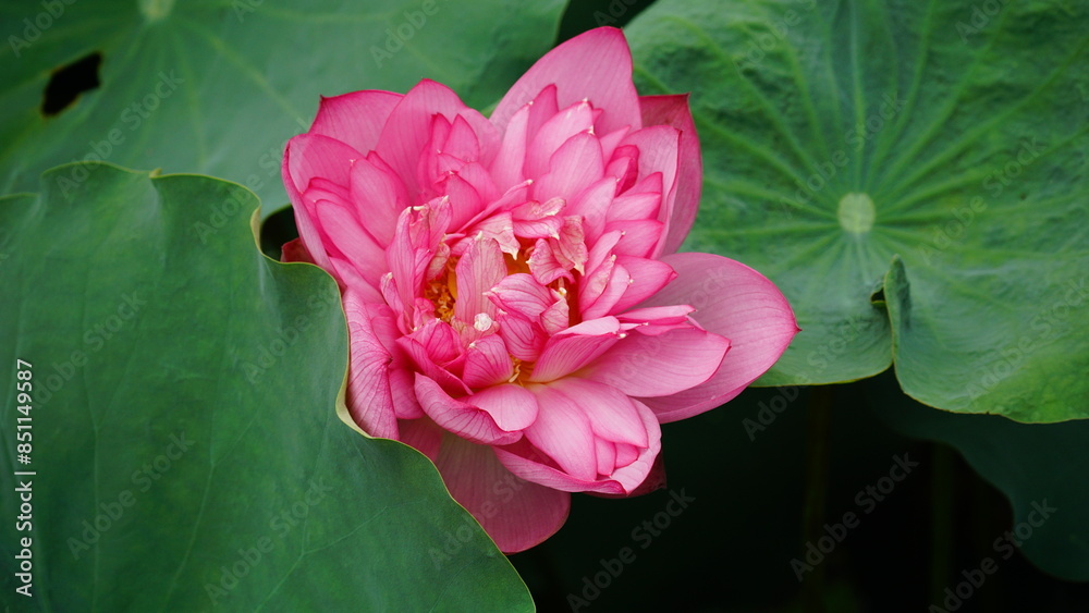 Lotus flowers bloom on the water Lotus flowers bloom on the water