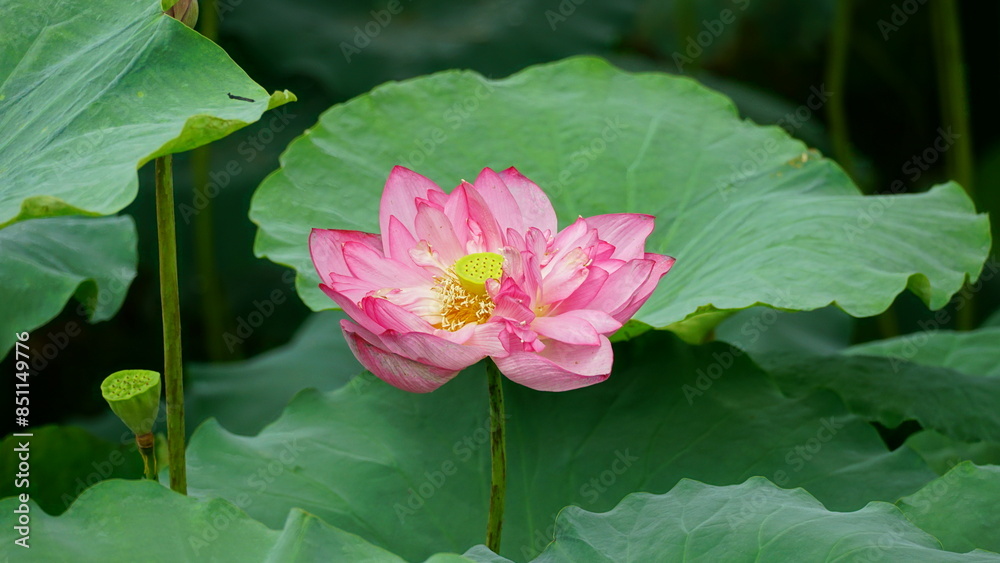 Lotus flowers bloom on the water Lotus flowers bloom on the water