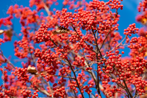 rowan tree with red berry natural background