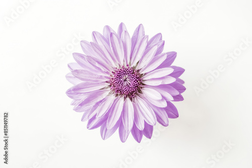 Purple Daisy Flower on White Background