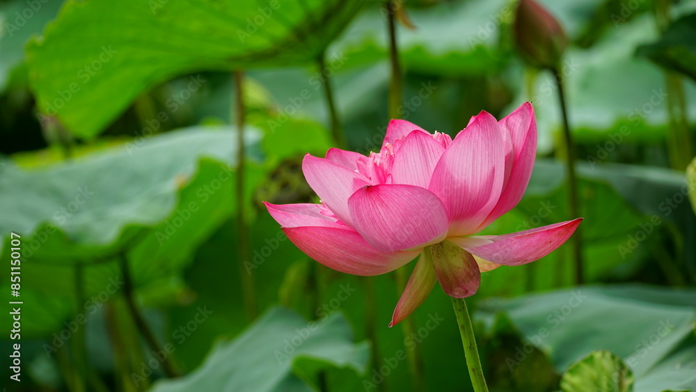 Lotus flowers bloom on the water Lotus flowers bloom on the water