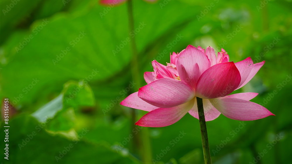 Lotus flowers bloom on the water Lotus flowers bloom on the water