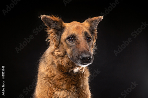 cute dog on an isolated background in a studio shot © annette shaff