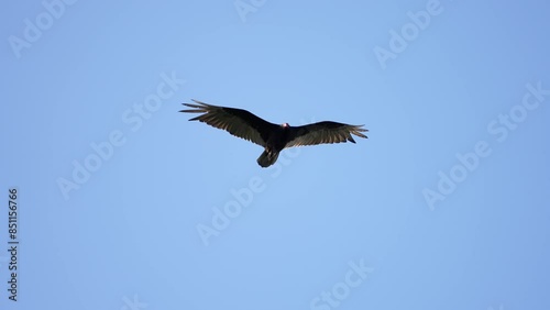 a turkey vulture hangs in place on a breeze