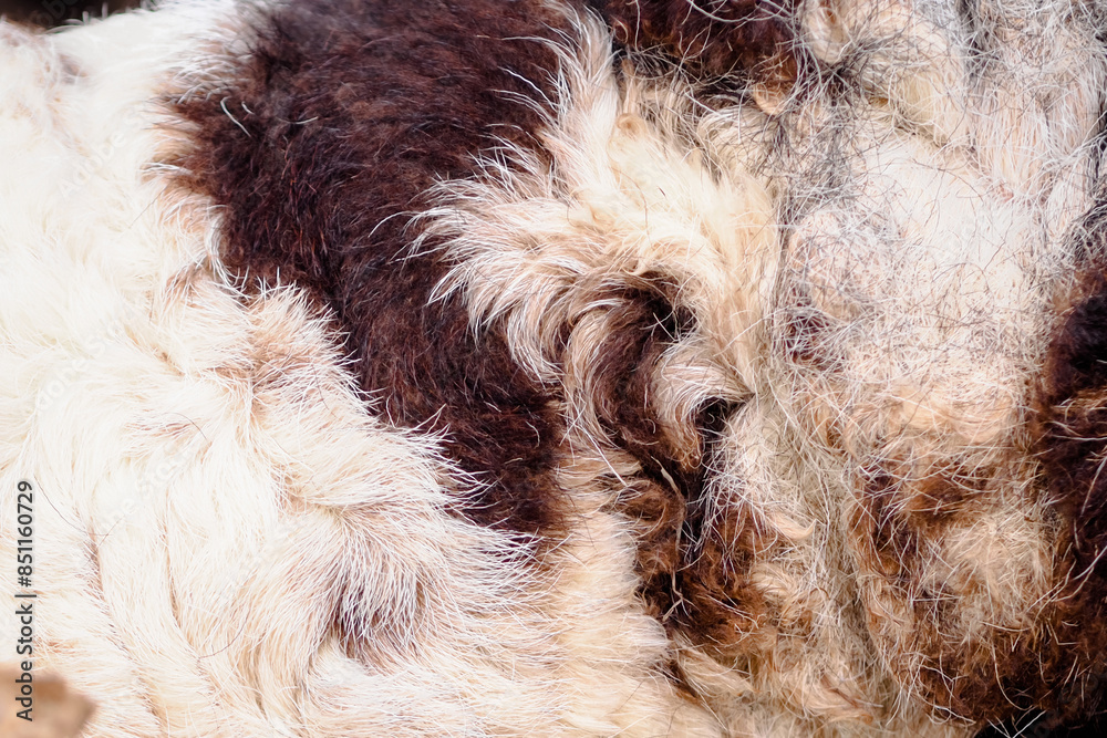 Naklejka premium Goat fur seen close up, for abstract background or texture