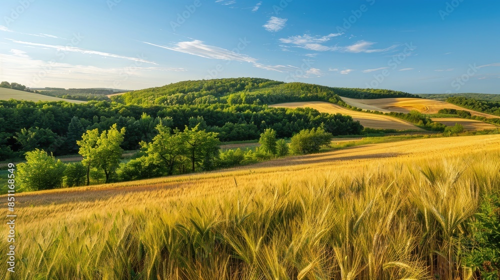 Obraz premium Scenic summer vista with wheat fields wooded hill trees and clear sky emphasizing nature s beauty eco conservation and farming