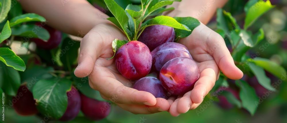 hands holding ripe plums, symbolizing fresh harvests and the essence of organic agriculture, promoting healthy and nutritious choices hands holding ripe plums, symbolizing fresh harvests and the essence of organic agriculture, promoting healthy and nutritious choices