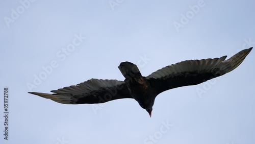 close up of turkey vulture soaring and riding the air currents