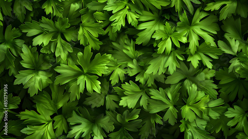 The green parsley plant perrexil Petroselinum crispum Nym Slose up of parsley leaves in parsley farm,
A bunch of fresh parsley is laying on a table.

 photo