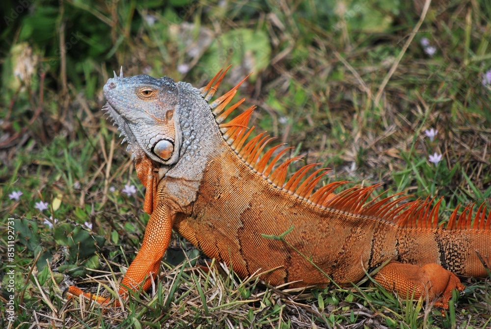 Muchos animales sobre todo aves que encuentran en la Florida un lugar donde alimentarse. Muchos animales sobre todo aves que encuentran en la Florida un lugar donde alimentarse.
