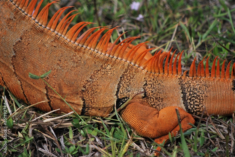 Al tener muchos canales y rios,podemos encontrar iguanas de colores muy ...