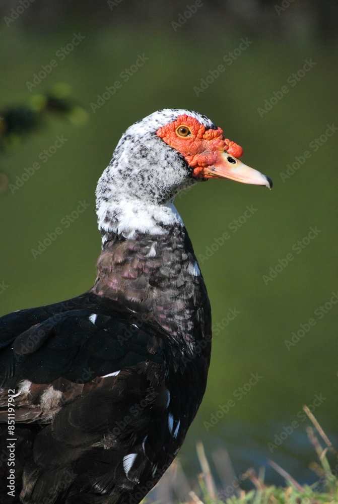 Fototapeta premium Al tener muchos canales y rios,podemos encontrar iguanas de colores muy vivos,tortugas y una variedad de aves desde garzas hasta patos.