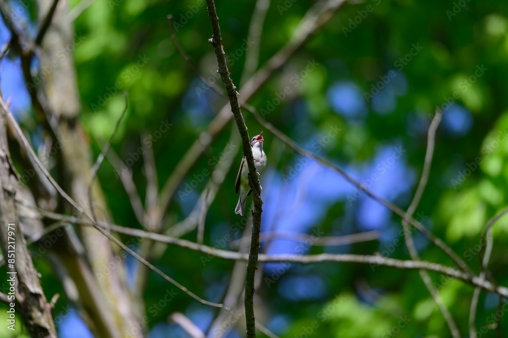 A Warbling Vireo perched in a tree at Kensington Metropark, near Brighton, Michigan. A Warbling Vireo perched in a tree at Kensington Metropark, near Brighton, Michigan.