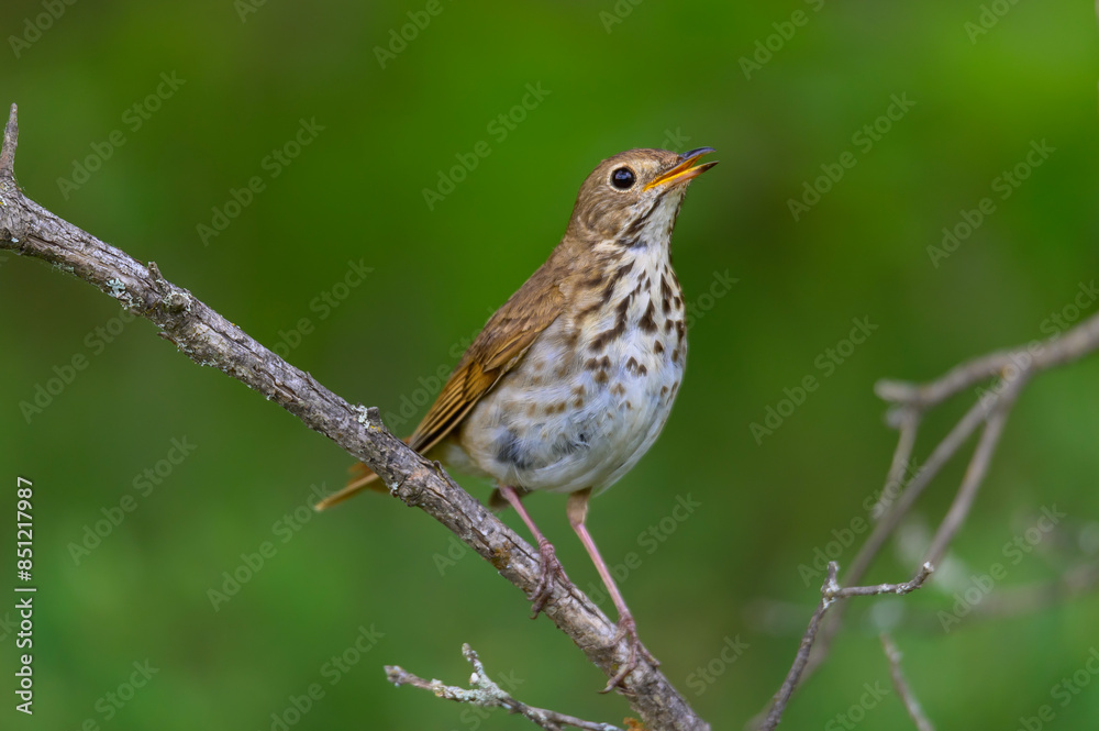 A Hermit Thrush near Atlanta, Michigan. A Hermit Thrush near Atlanta, Michigan.