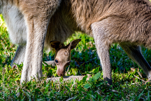 kangaroo and baby