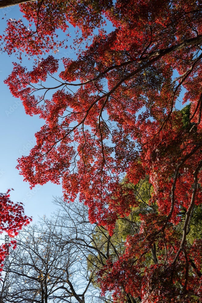 Beautiful fall color leaves trees in Yoyogi park Tokyo Japan Beautiful fall color leaves trees in Yoyogi park Tokyo Japan