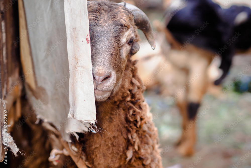 Goat or sheep at the animal market Goat or sheep at the animal market
