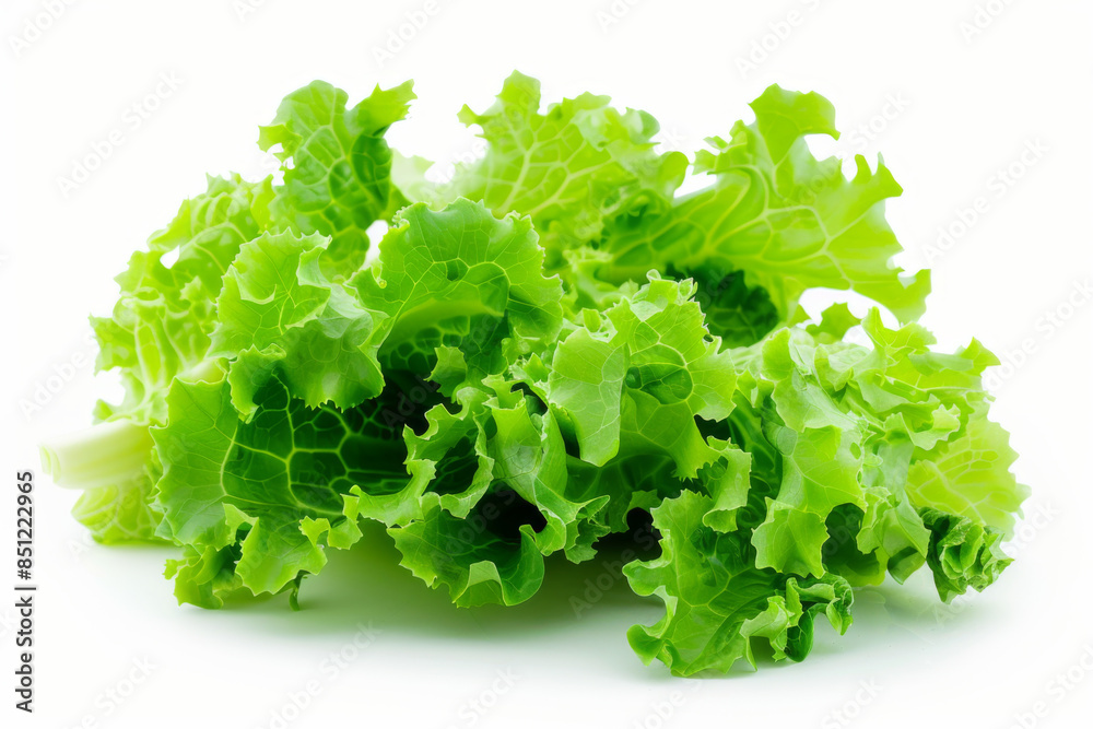 fresh lettuce isolated on white background fresh lettuce isolated on white background