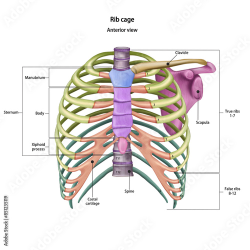 Bones of the human chest. Rib cage bones with the name and description of all sites. Anterior view. Human anatomy. Skeletal system for medical science poster. Vector 3d illustration. photo