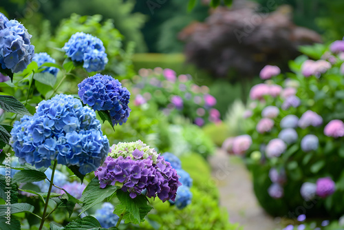 Hydrangeas in a Garden